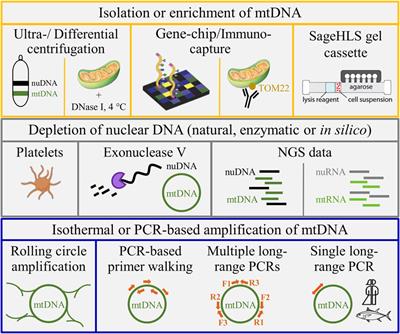 Extension of Mitogenome Enrichment Based on Single Long-Range PCR: mtDNAs and Putative Mitochondrial-Derived Peptides of Five Rodent Hibernators